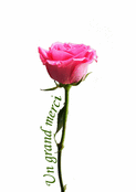 Rose tendre pour un grand merci